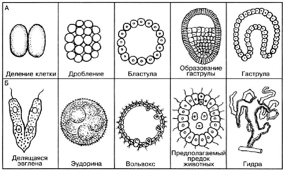 Этапы эволюции многоклеточных. Этапы эмбрионального развития многоклеточных животных. Эмбриогенез лягушки.