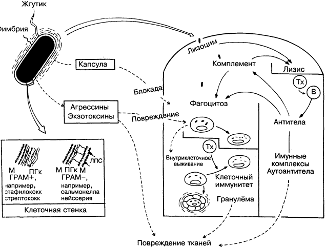 Противовирусный иммунитет схема