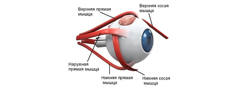 Имеет место крепления глазодвигательных мышц