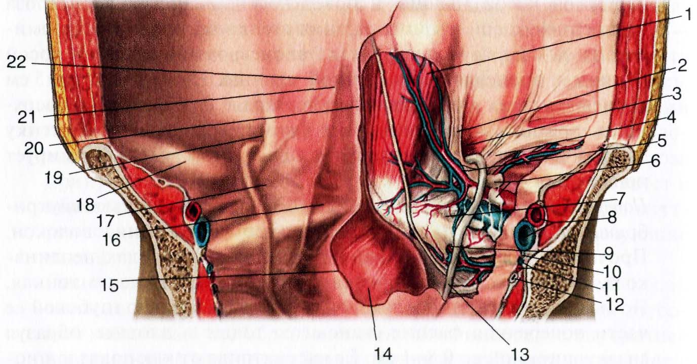 Болит паховая область у мужчин. Паховая складка анатомия. Задняя поверхность Нижнего отдела передней брюшной стенки. Передняя стенка пахового канала.