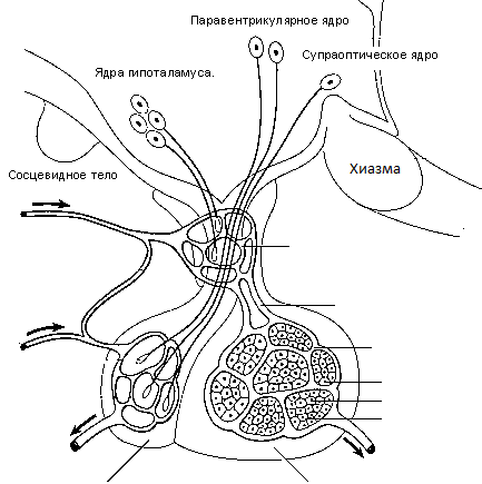 Схема строения гипофиза