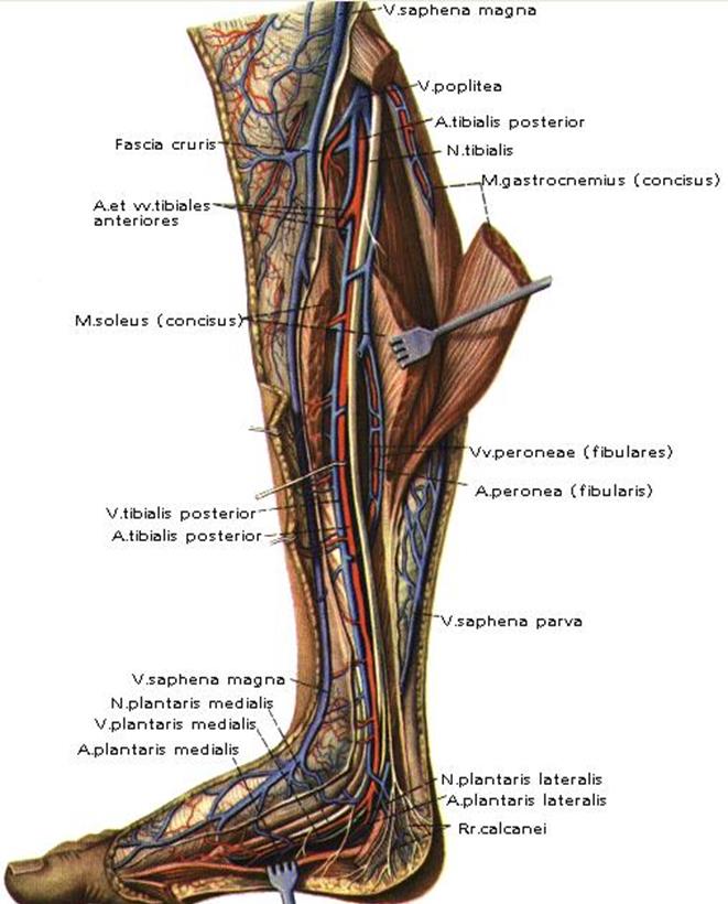 N suralis. N plantaris medialis. Nervus Tibialis posterior анатомия. Анатомия n plantaris lateralis.