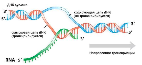 Матричная днк начинается. Матричная транскрибируемая цепь ДНК. Синтез РНК на матрице ДНК. Схема транскрипции синтеза белка.