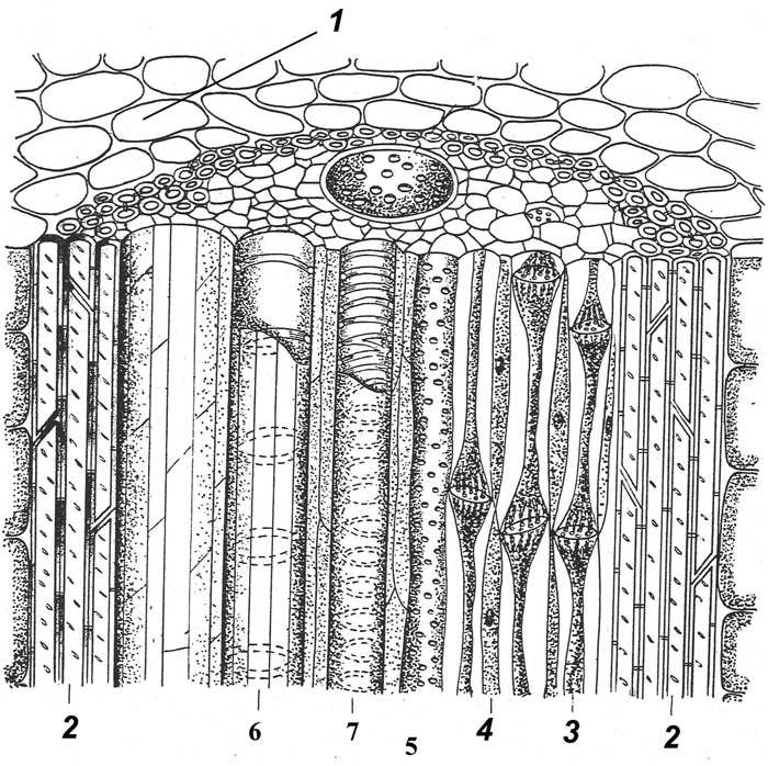 Ситовидная клетка флоэмы. Ксилема продольный срез. Продольный срез стебля кукурузы. Ситовидные трубки Ксилема растений. Ксилема и флоэма на срезе стебля.